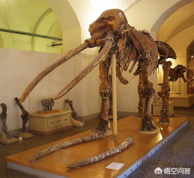 巨枪乌贼:地球生物史上，除恐龙外还有什么大型动物