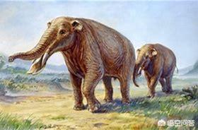巨枪乌贼:地球生物史上，除恐龙外还有什么大型动物