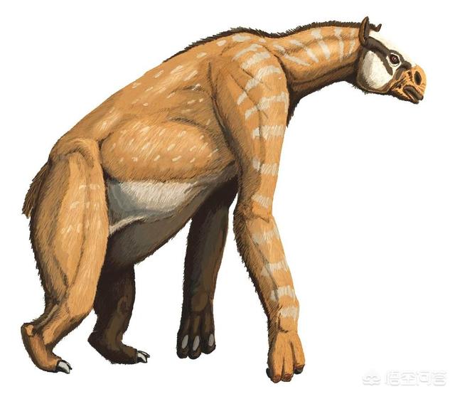 巨枪乌贼:地球生物史上，除恐龙外还有什么大型动物