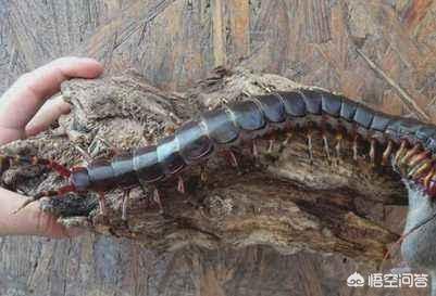 10000米长的蜈蚣，世界上最长的蜈蚣，究竟有多长长到什么程度