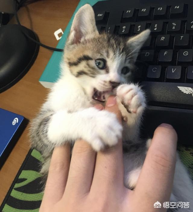 瓜皮猫视频:瓜皮猫视频全集 电信光猫有WiFi功能，怎样设置并开启WiFi功能？