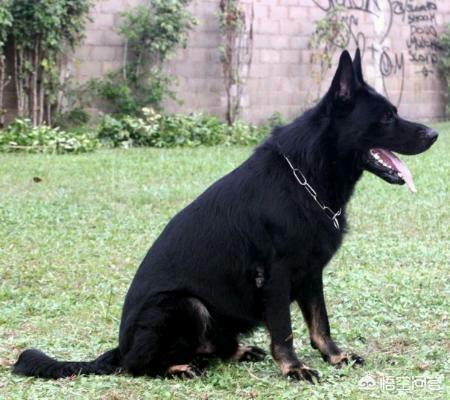 东德国牧羊犬吧:东德牧羊犬和西德牧羊犬相比，谁的战斗力更强？为什么？ 东德国牧羊犬的图片