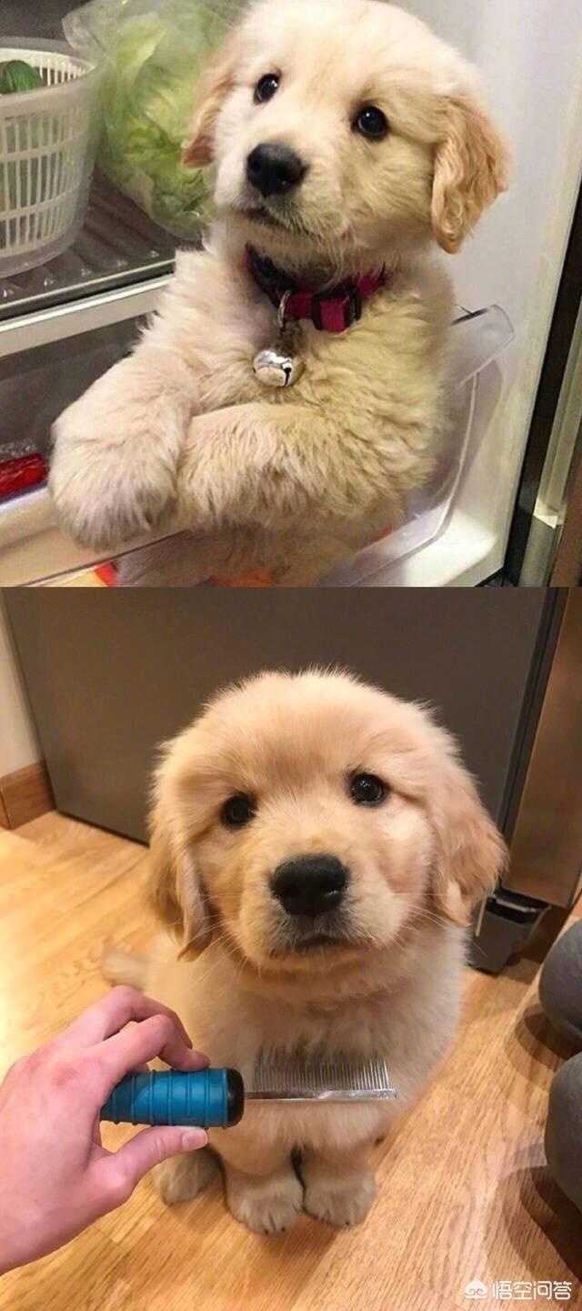 东莞金毛犬吧:拥有一只金毛犬是什么样的体验？