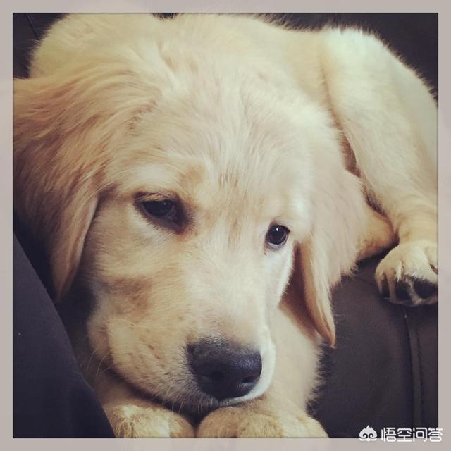 美系金毛犬图片七个月:拥有一只金毛犬是什么样的体验？