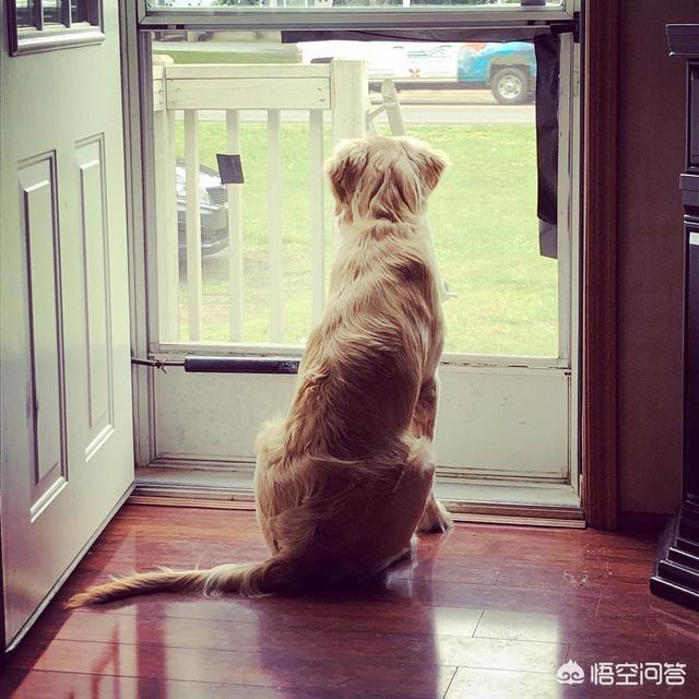 美系金毛犬图片七个月:拥有一只金毛犬是什么样的体验？