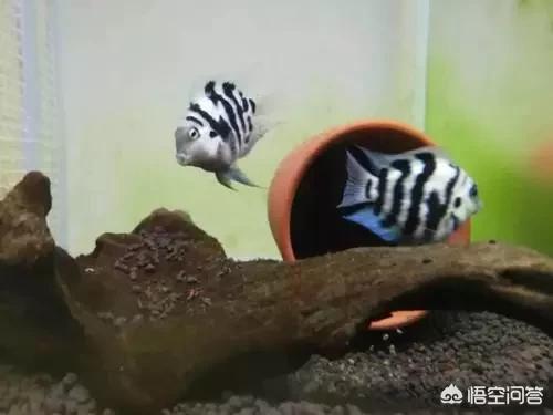 如何让鹦鹉鱼繁殖:宝蓝迷你鹦鹉鱼怎么繁殖？ 迷你鹦鹉鱼繁殖