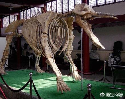 巨枪乌贼:地球生物史上，除恐龙外还有什么大型动物