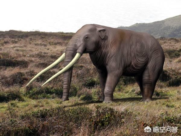 巨枪乌贼:地球生物史上，除恐龙外还有什么大型动物