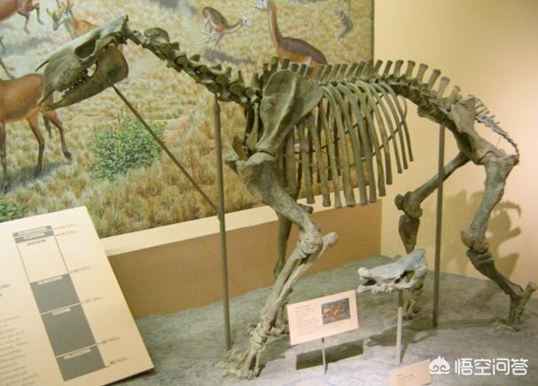 巨枪乌贼:地球生物史上，除恐龙外还有什么大型动物