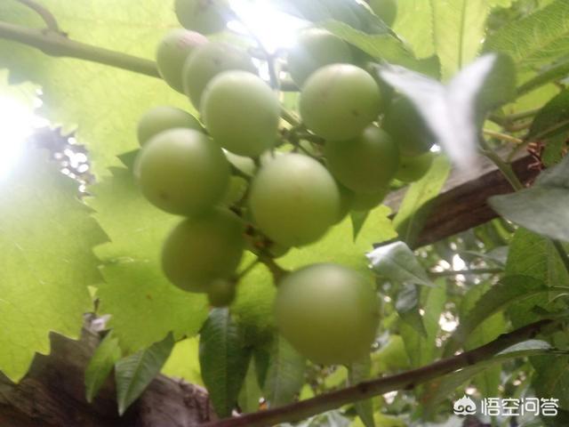 黑人和大s:如果你特别喜欢你朋友的前任，你会去追吗？为什么？