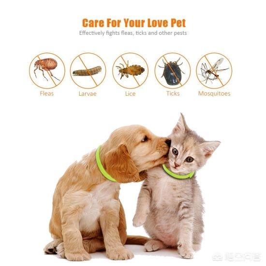 如何才能防止宠物携染跳蚤，为什么有人说猫、狗带项圈会防跳蚤