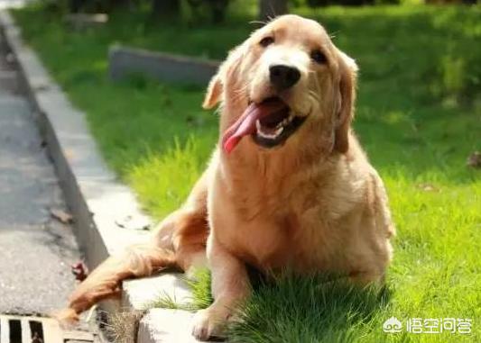 祖述宪谈狂犬病:狗的飞沫接触到伤口会引发感染吗？需要打狂犬疫苗吗？