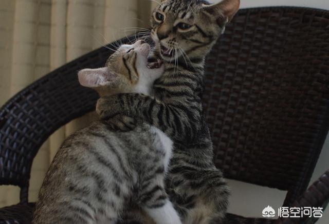 瓜皮猫视频:瓜皮猫视频全集 电信光猫有WiFi功能，怎样设置并开启WiFi功能？