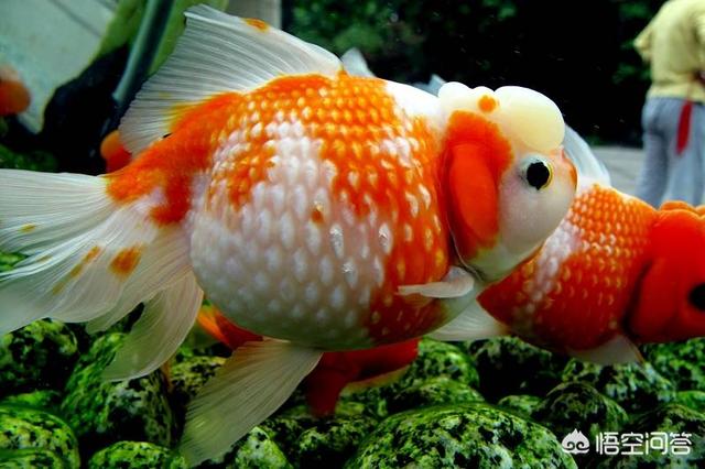 头条问答 鱼缸过滤循环快对鱼有影响吗 观赏鱼世界的回答 0赞