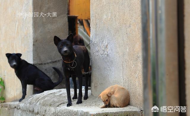 中华田园犬之西默默:中华田园犬的缺点有哪些？ 中华田园犬之狗王之子全集