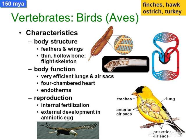 鸟的祖先图片:人类为什么没有进化出翅膀呢？ 人类的祖先图片