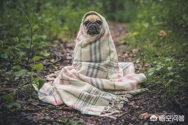 中华田园犬之西默默:中华田园犬和细犬等土生犬种会有重新崛起的一天吗？