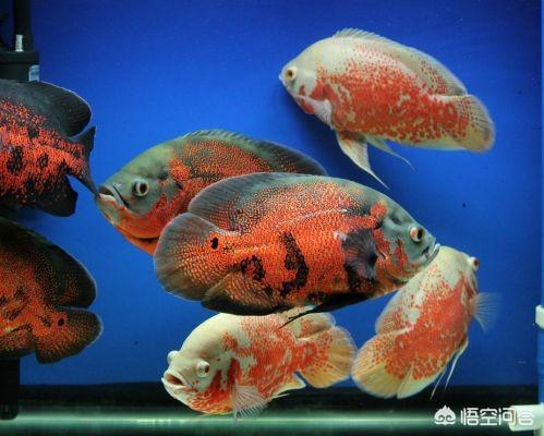 鹦鹉鱼地图鱼吃什么水果:地图鱼能和什么鱼混养？需要注意什么？