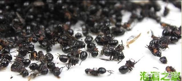 蚂蚁壮阳，蚂蚁窝泡酒有什么功效呢？