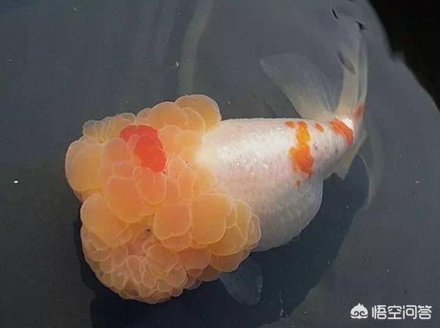 头条问答 金鱼会不会把自己撑死呢 48个回答