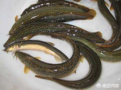 泥鳅炖啥最补肾，泥鳅炖冬瓜这个菜有什么作用