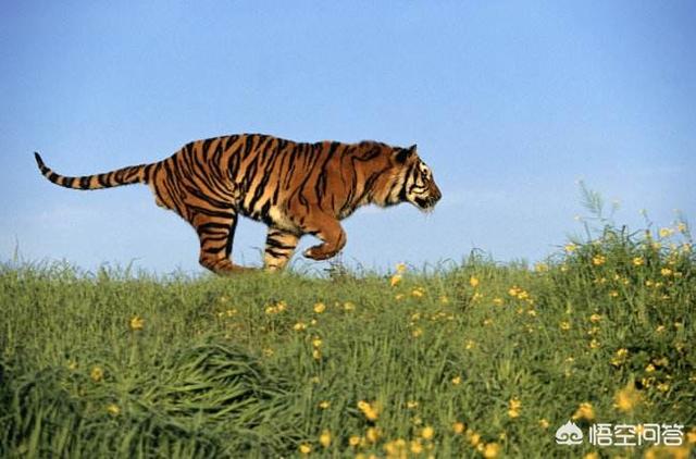世界上体型最大的猫科动物是:最大的狗熊能打得过老虎吗？ 世界上体型最大的猫科动物是什么