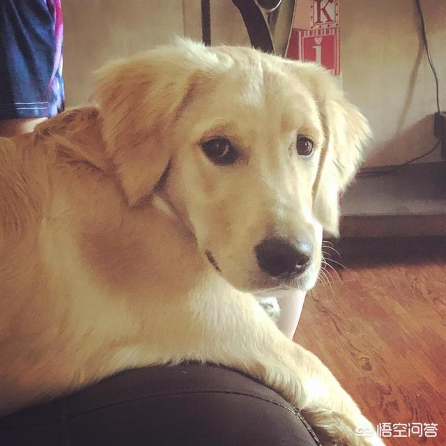 四个月美系金毛犬图片欣赏:拥有一只金毛犬是什么样的体验？