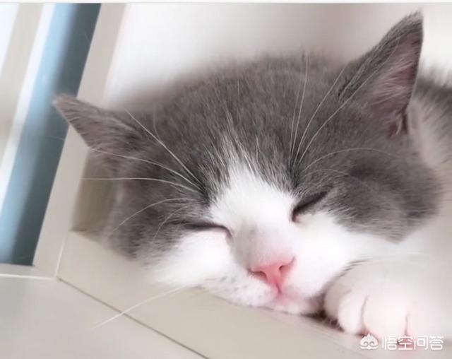 古代猫在哪个国家内受到严格保护:在古代，猫在人们心中的地位是怎样的？