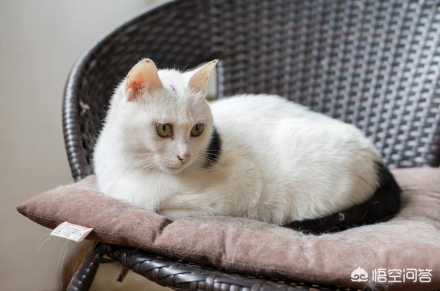 来养一只电子宠物猫:养了一只有「小心机」的猫/狗，是一种怎样的体验？