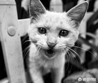 被猫咬千万不要打狂犬疫苗真的吗:被猫咪咬了会得病吗？需要打狂犬疫苗吗？