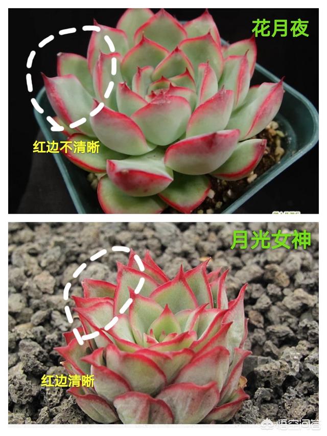 头条问答 多肉界的月光女神和花月夜 到底该如何区分 是否仍少年的回答 0赞