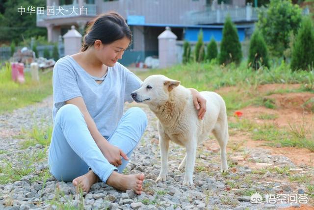 中华田园犬之西默默:中华田园犬的缺点有哪些？ 中华田园犬之狗王之子全集