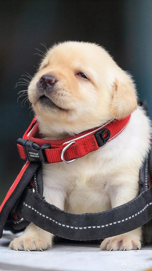优质的拉布拉多犬性格特征有哪些:拉布拉多犬的智商有多高？排第几？