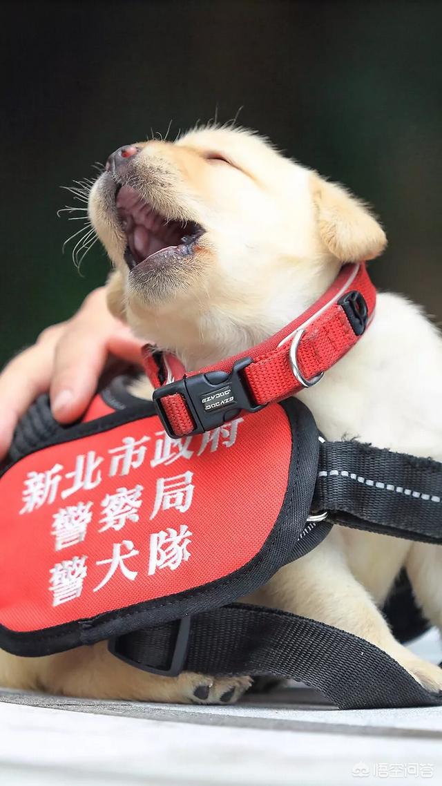 拉布拉多犬服从性怎么样，拉布拉多犬是十大禁养猛犬的其中一种吗