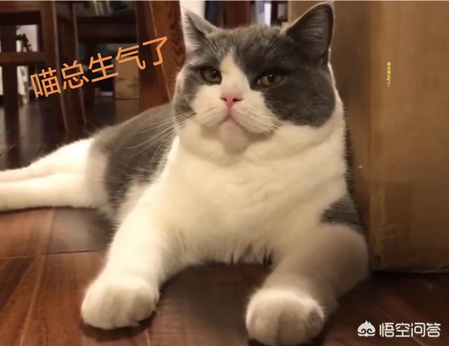 古代猫在哪个国家内受到严格保护:在古代，猫在人们心中的地位是怎样的？