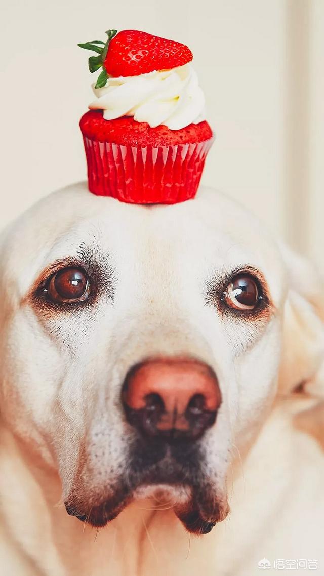 拉布拉多犬服从性怎么样，拉布拉多犬是十大禁养猛犬的其中一种吗