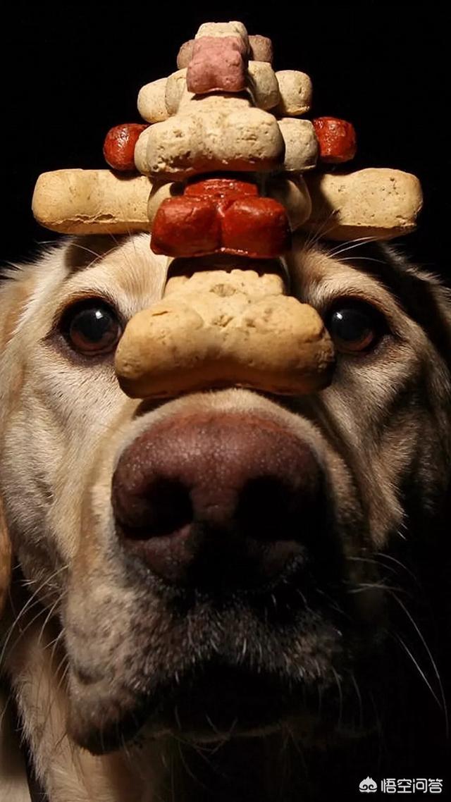 优质的拉布拉多犬性格特征有哪些:拉布拉多犬的智商有多高？排第几？
