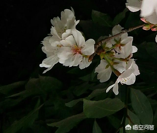 忆宠物摄影工作室的自频道:摄影爱好者在学习摄影的时候都会遇到哪些问题？