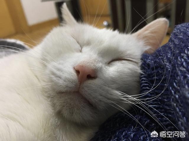 来养一只电子宠物猫:养了一只有「小心机」的猫/狗，是一种怎样的体验？