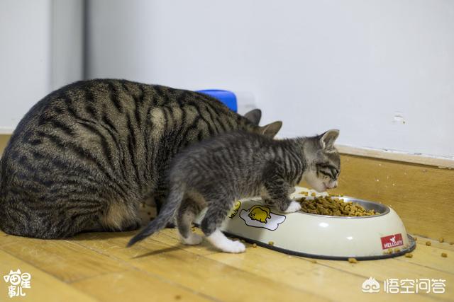耐威克猫粮怎么样:淘宝上那些很便宜的猫粮靠不靠谱？