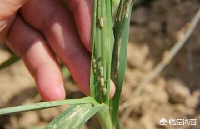 骨包虫图片:水稻田里的负泥虫如何防治？危害大吗？