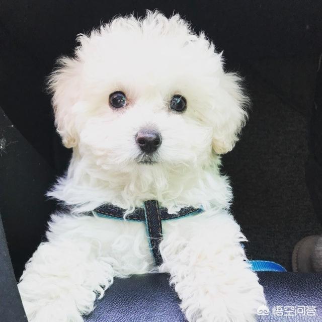 泰迪犬价格:养只泰迪每月需要花费多少钱？ 泰迪犬价格多少钱一只
