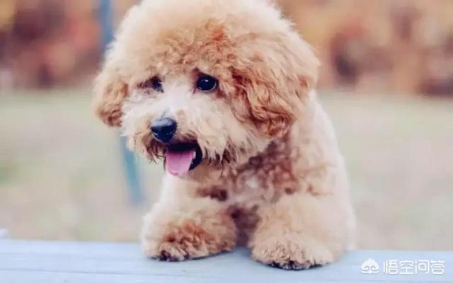 泰迪犬价格:养只泰迪每月需要花费多少钱？ 泰迪犬价格多少钱一只