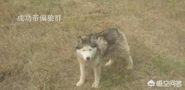 中国哈士奇论坛关了吗:狼和哈士奇关在一起，狼会觉得哈士奇是同类吗？为什么？