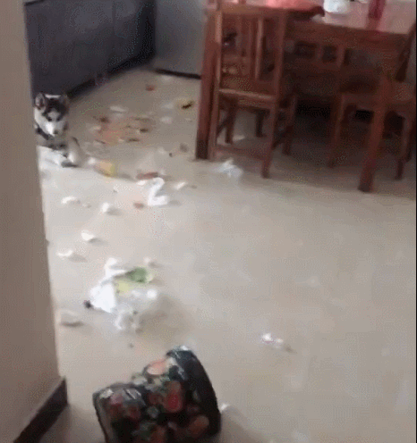 中国哈士奇论坛关了吗:狼和哈士奇关在一起，狼会觉得哈士奇是同类吗？为什么？