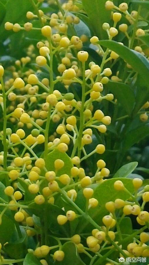 米兰花有毒:米兰花有毒吗可以放在卧室吗 米兰开花期能搬到室内养吗？