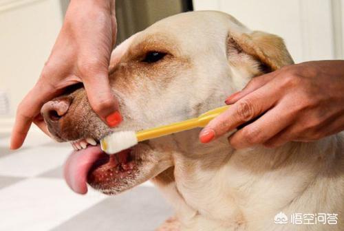 狂犬病病毒可以在口腔内存活:狗嘴很脏吗？被狗舔一口有多危险？ 狂犬病毒在人的口腔里能存活多久