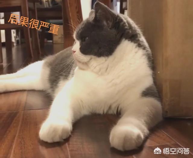 猫奴契约书2:在古代，猫在人们心中的地位是怎样的？