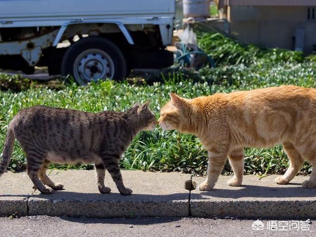 离家的猫的:猫咪长大了会离家出走吗？为什么？