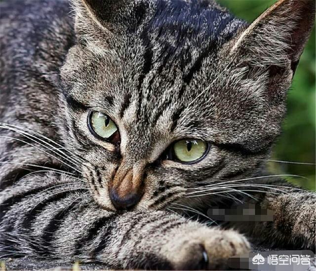 古代猫在哪个国家内受到严格保护:在古代，猫在人们心中的地位是怎样的？